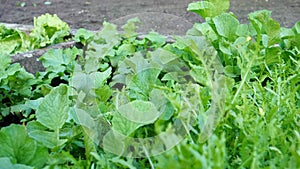 Freshly homegrown salad crops in local vegetable garden