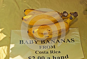 Freshly imported baby bananas at a tropical farmers market