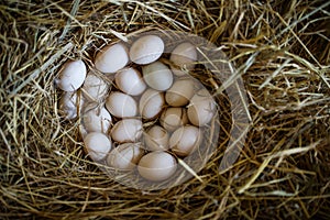 Freshly laid duck eggs on straw nest.