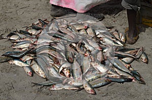 Freshly landed Sardinella, a staple traditional food and a key source of proteins in many West African countries