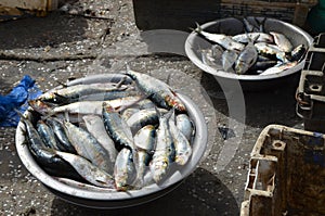 Freshly landed Sardinella, a staple traditional food and a key source of proteins in many West African countries