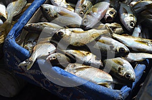 Freshly landed Sardinella, a staple traditional food and a key source of proteins in many West African countries
