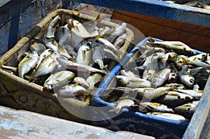 Freshly landed Sardinella, a staple traditional food and a key source of proteins in many West African countries