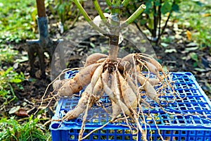 Freshly lifted dahlia plant tubers. Digging up dahlia tubers, cleaning and preparing them for winter storage.