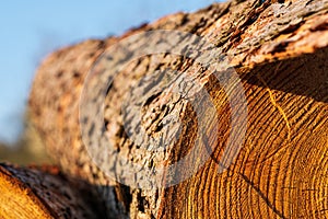 Freshly logged conifer tree trunk with annual rings and rough bark in warm sunlight. Concept of sustainable forestry