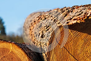 Freshly logged conifer tree trunk with annual rings and rough bark in warm sunlight. Concept of sustainable forestry