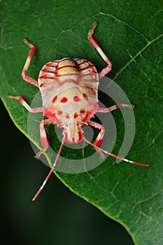 Freshly moulted stink bug, Pentatomidae, Satara, Maharashtra, India photo