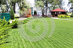 Freshly mowed rows of green lawn at country residence with summerhouse. Hedge of fresh cedars. Landscape design and