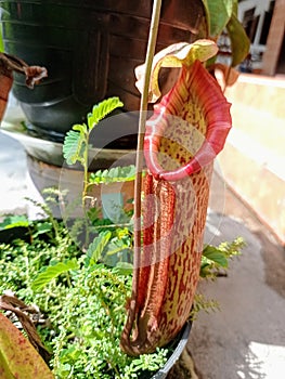 The Freshly Opened Lower Pitcher of Nepenthes Miranda