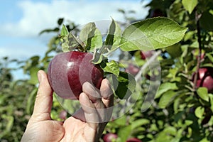 Freshly picked apple