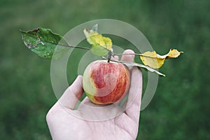 Freshly picked apple in hand