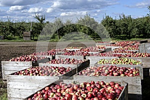 Freshly picked apples