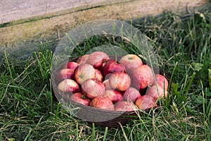 Freshly picked apples in a basket in green grass