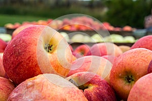 Freshly Picked Apples in Crates