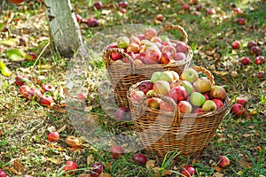 Freshly picked apples in the garden