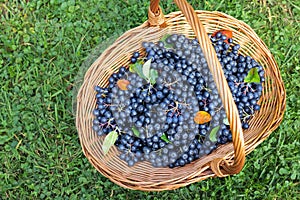 Freshly picked aronia berries in wicker basket on grass