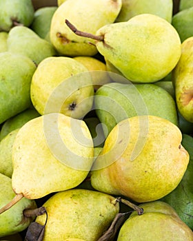 Freshly picked Bartlett pears