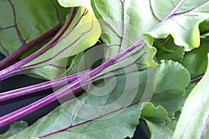 Freshly picked beetroot leaves
