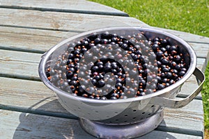 Freshly picked blackcurrants in a colander or dish.
