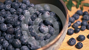 Freshly picked blueberries