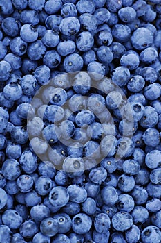 Freshly picked blueberries