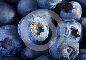 Freshly picked blueberries