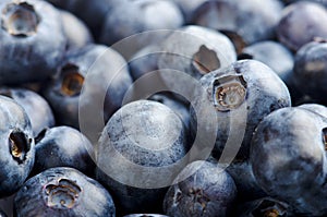 Freshly picked blueberries background