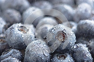 Freshly picked blueberries background