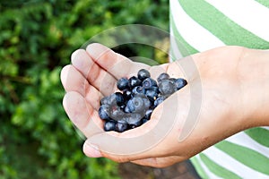 Freshly picked blueberries in child's hand.