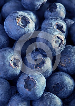 Freshly picked blueberries