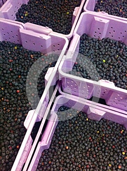 Freshly picked blueberries in crates ready to be packed and shipped