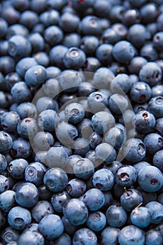 Freshly picked blueberries