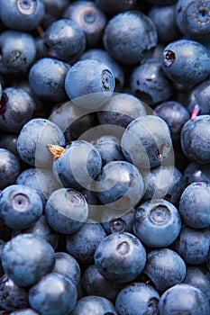 Freshly picked blueberries