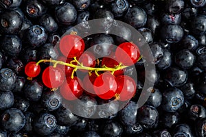 Freshly picked blueberries and redcurrant