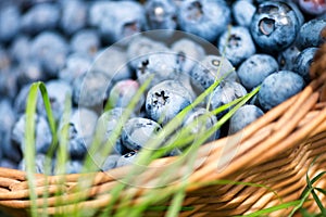 Freshly picked blueberries in rustic basket close up.