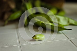 Freshly picked broad beans on a table Pesaro, Italy