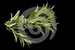 Freshly picked bunch of mint