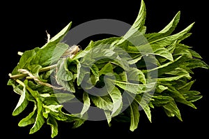 Freshly picked bunch of mint