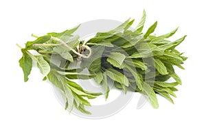 Freshly picked bunch of mint