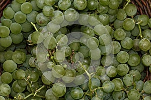 Freshly picked bunches of green grapes have been placed in a wicker basket