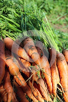 Freshly picked carrots.
