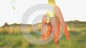 Freshly picked carrots from the field in the hands of a worker