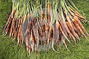 Freshly Picked Carrots On Lawn photo