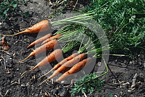 Freshly picked carrots lying on the ground