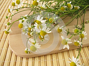 Freshly picked chamomile