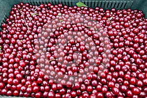 Freshly picked cherries