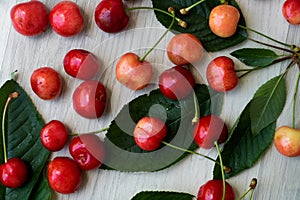 Freshly picked cherries, scattered on a light background