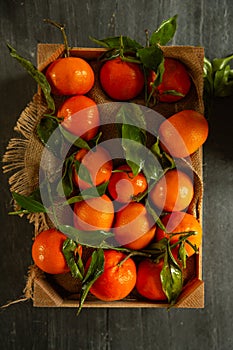 Freshly picked Clementines