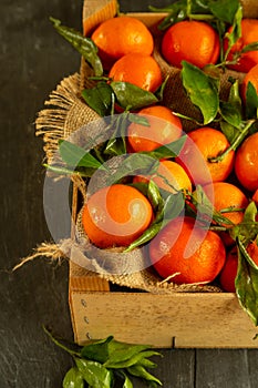 Freshly picked Clementines