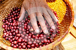 Freshly picked coffee beans in a wooden basket